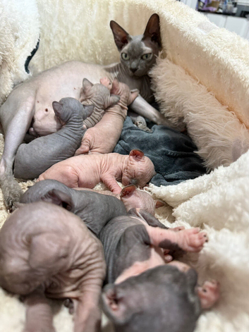 sphynx canadian kittens ready to leave now
