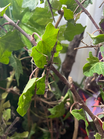 Sunny ( Sungaya ) stick insects