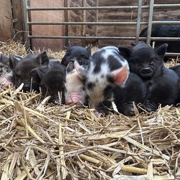 Kune Kune Girls Ready To Leave 4th September at 9 weeks old :)
