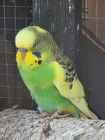 30 budgies