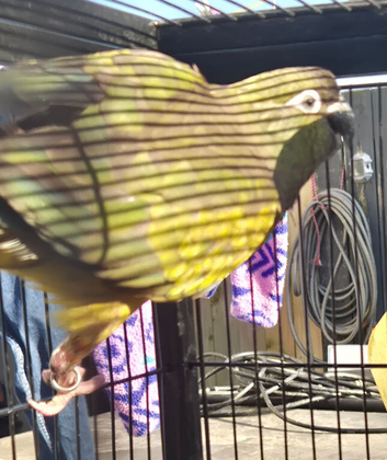 Patagonian Conure