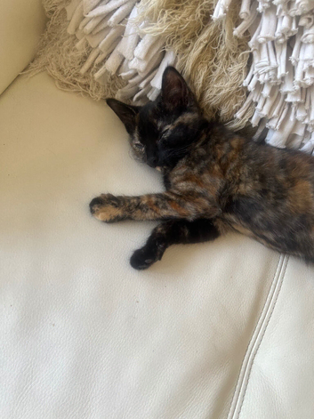 9 week old little girl