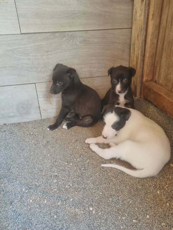 Greyhound puppies &pound;299