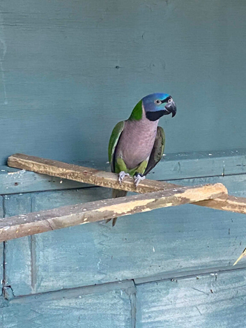 Derbyan female lovely bird
