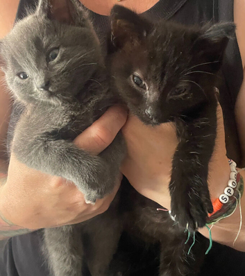 Two amazing little kitties looking for there forever loving homes