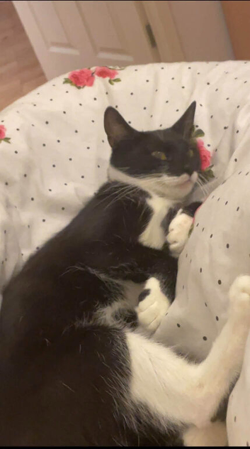 Female cat for sale