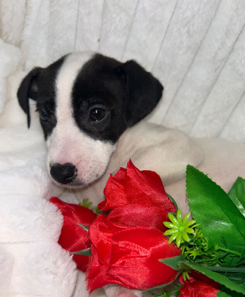 Jack Russell, one beautiful boy available