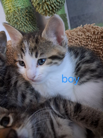 Adorable kittens