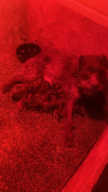 Lakeland Cross Patterdale puppies