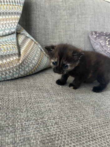 2 cute kittens