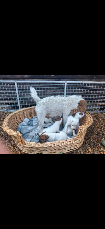 Jack Russel terrier litter