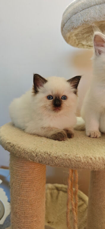 Ragdoll Kittens