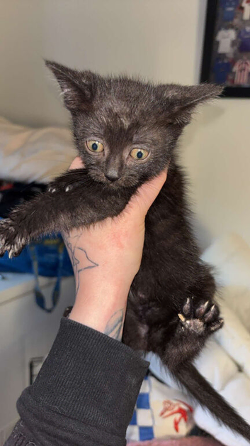 Kittens ready to leave