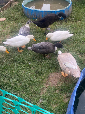 3 male call ducks
