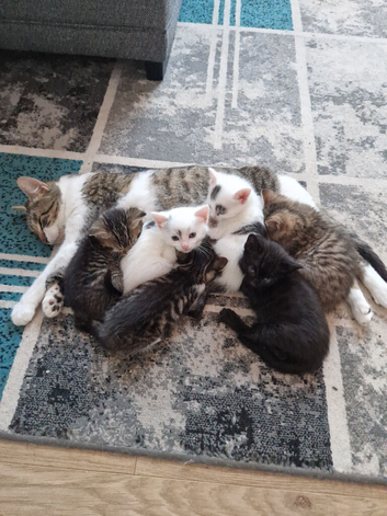 6 playful kittens ..ready now 1 left