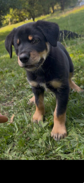 Huntaway X collie pups