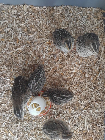 Young coturnix quails