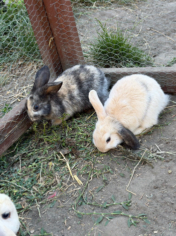 10week old babies