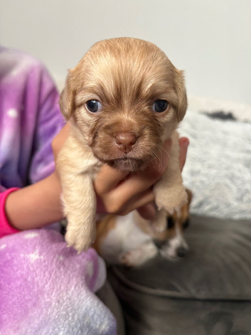 Adorable chihuahua puppies