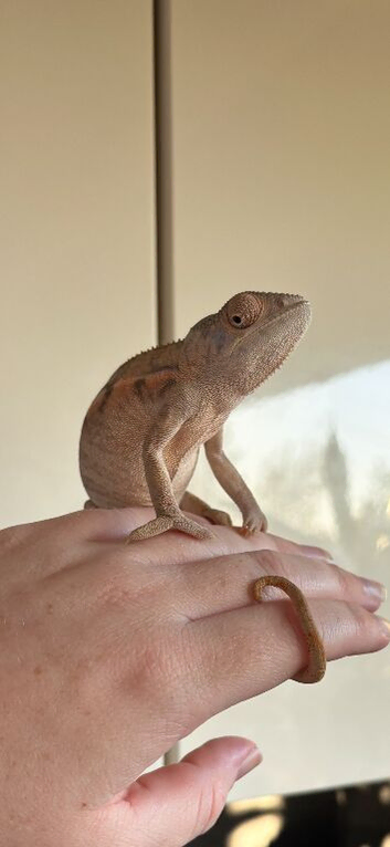 Female panther chameleon