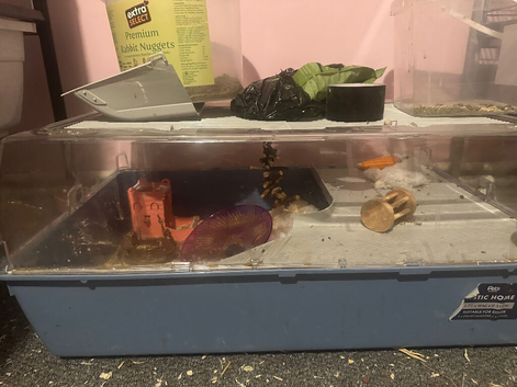 Small hamster cage and small set up