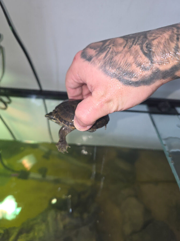 Musk turtle