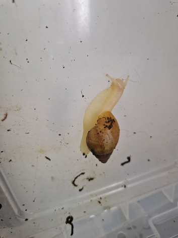 Giant African Land Snails