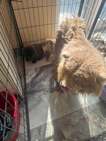 Chows for sale