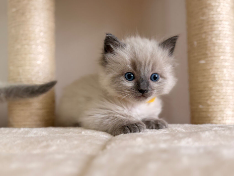 Beautiful Ragdoll kittens available ️
