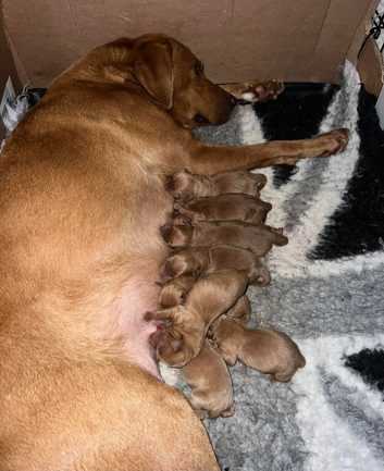 Beautiful KC Reg Dark Red Working Labrador Puppies