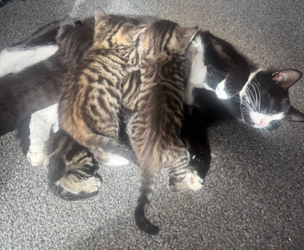 Kittens available