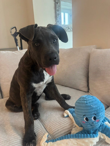 My lovely 3 month old Bella