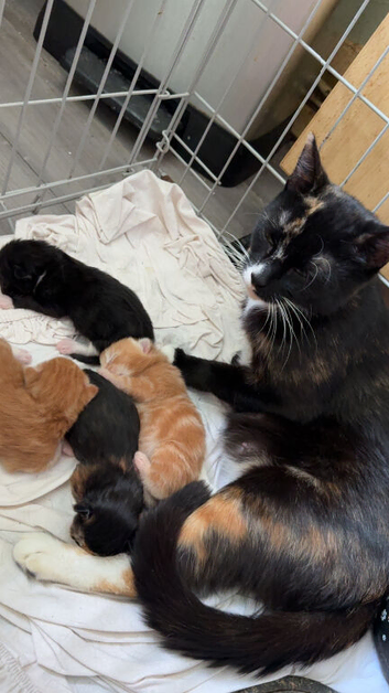 Kittens