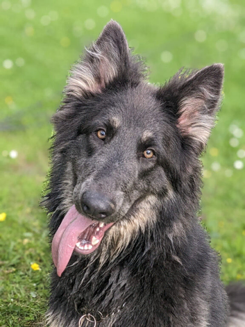 Big bold and loyal german shepherds