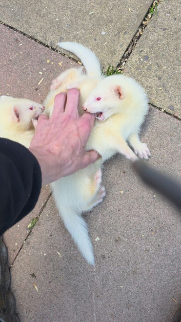 Full albino kits for sale hobs and jills ready to go!