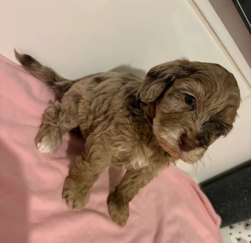 BEAUTIFUL COCKAPOO PUPPIES