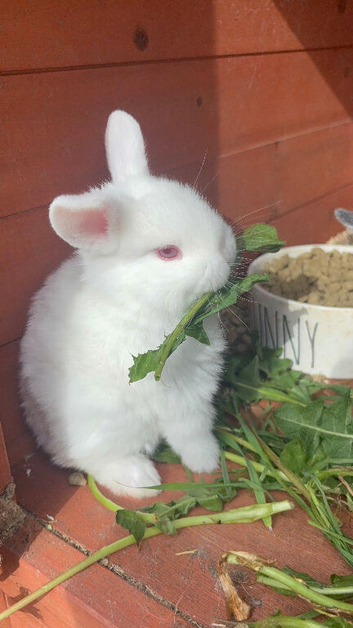Mini lop x