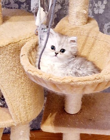 Pure chinchilla Persian
