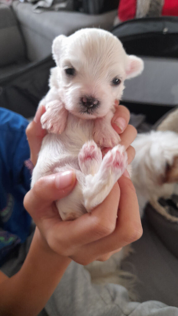For sale puppy