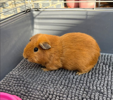 Single Young boar