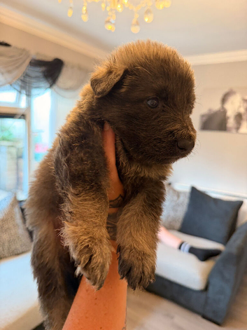 German Shepard puppies long haired