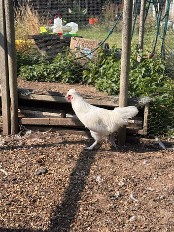 silke mix cockerel