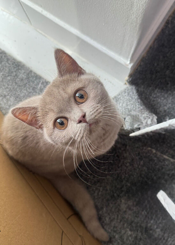 cat