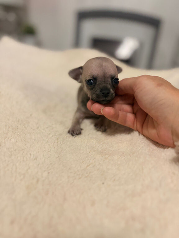 Miniature Chihuahua puppies for sale x1 girl x2 boys