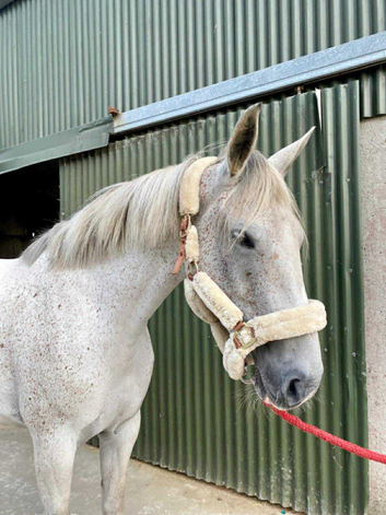 Very sweet Irish Draught - Lady