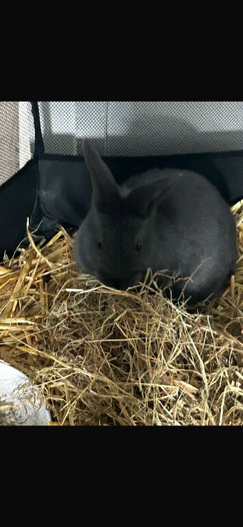Rabbit
