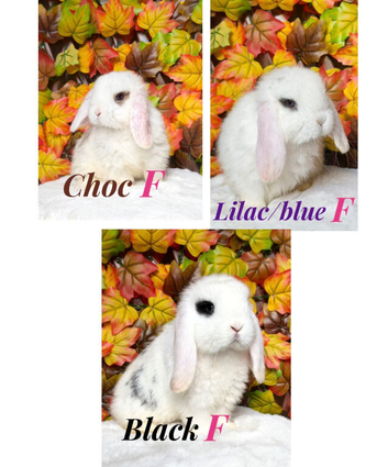 3 female minilop babies available