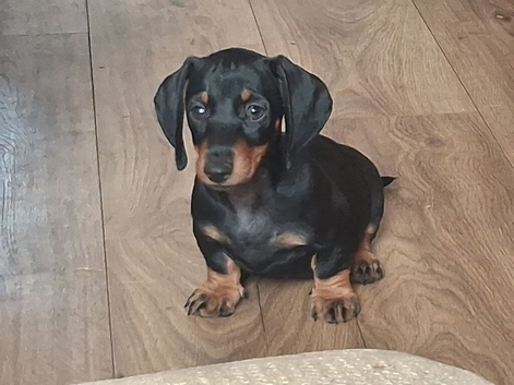 Dachshund Minature Pra clear Puppies READY NOW