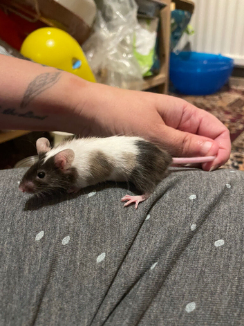 Baby Mouse Boy