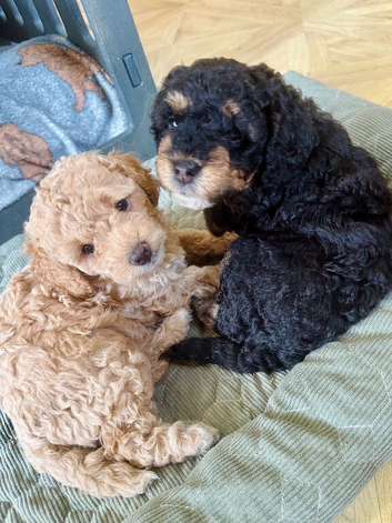 Beautiful F1B toy Cavapoo puppies